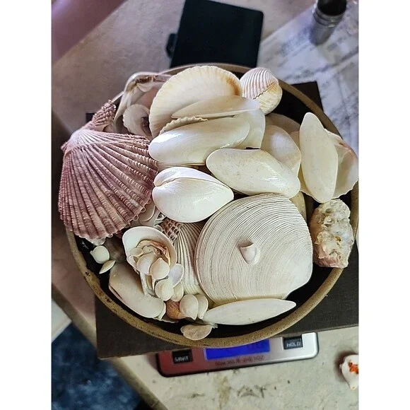 2. lb Mixed Crafting Seashells whole and pieces in primitive clay bowl - Picture 7 of 7